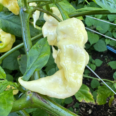 White Knight - Seeds - The Pepper Pantry (Formerly Marie Sharp's)